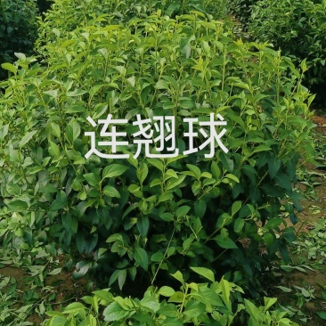 连翘球