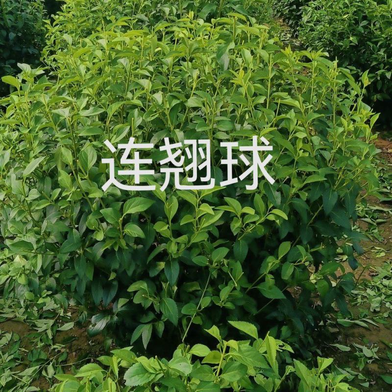 连翘球