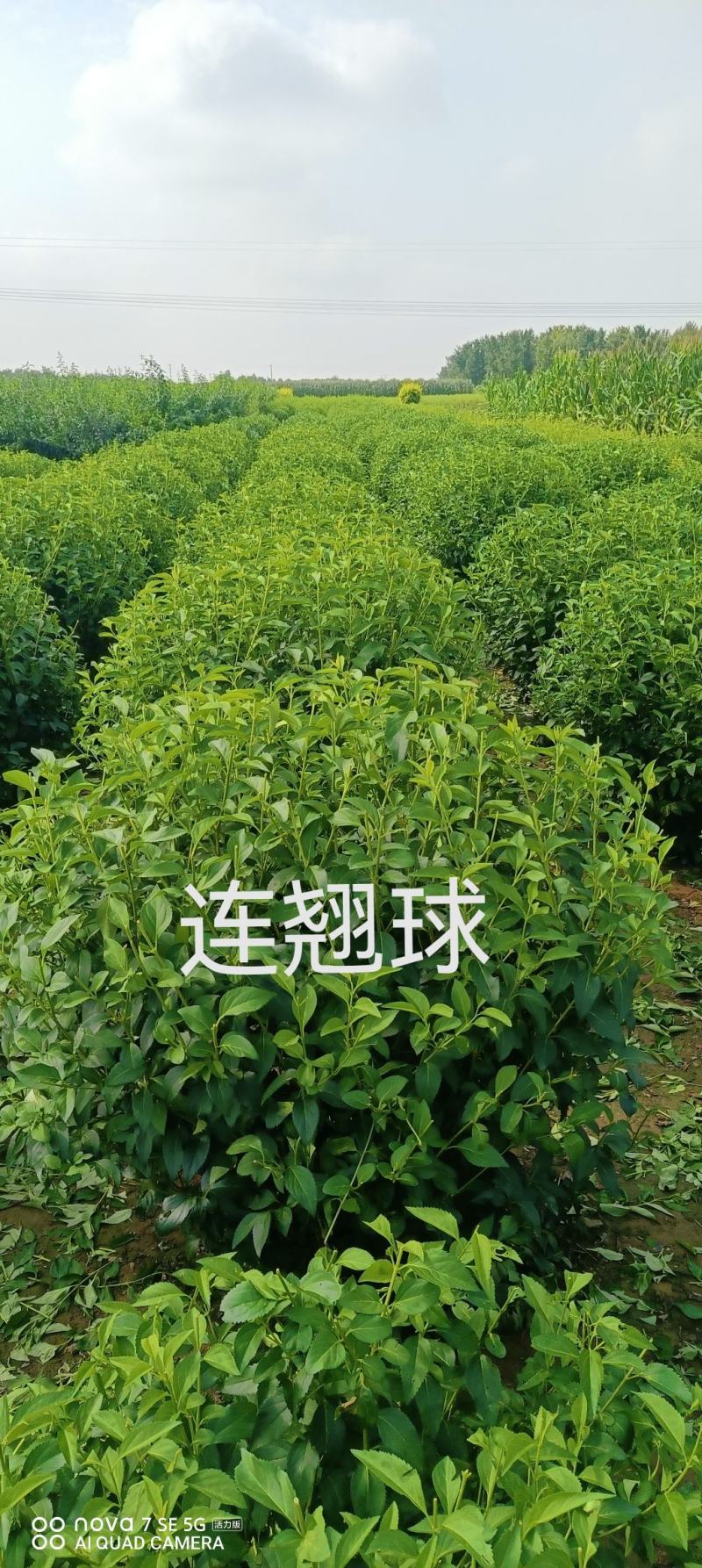 连翘球