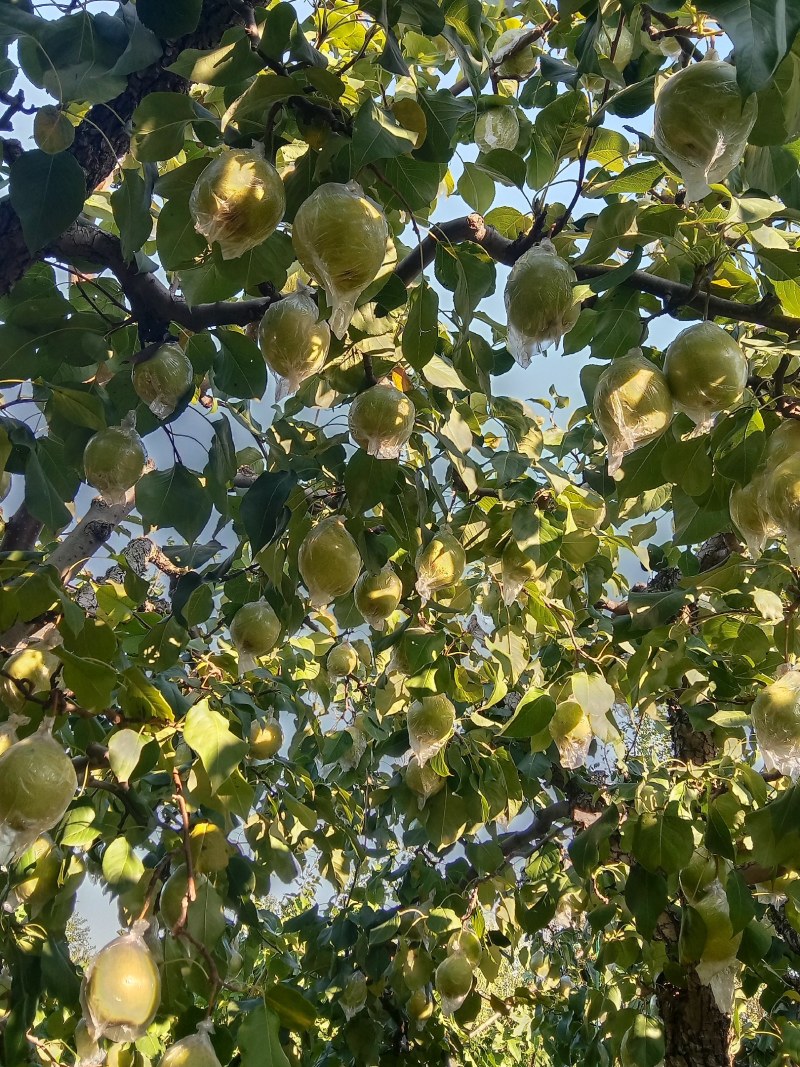 精品鸭梨，驰名中外，甘甜可口，欢迎订购。