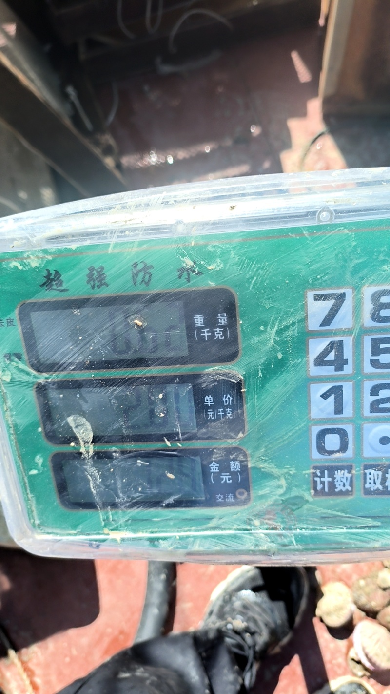 大量出售海湾扇贝