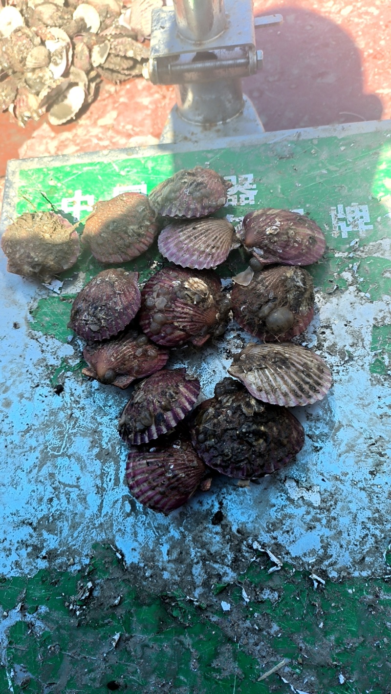大量出售海湾扇贝
