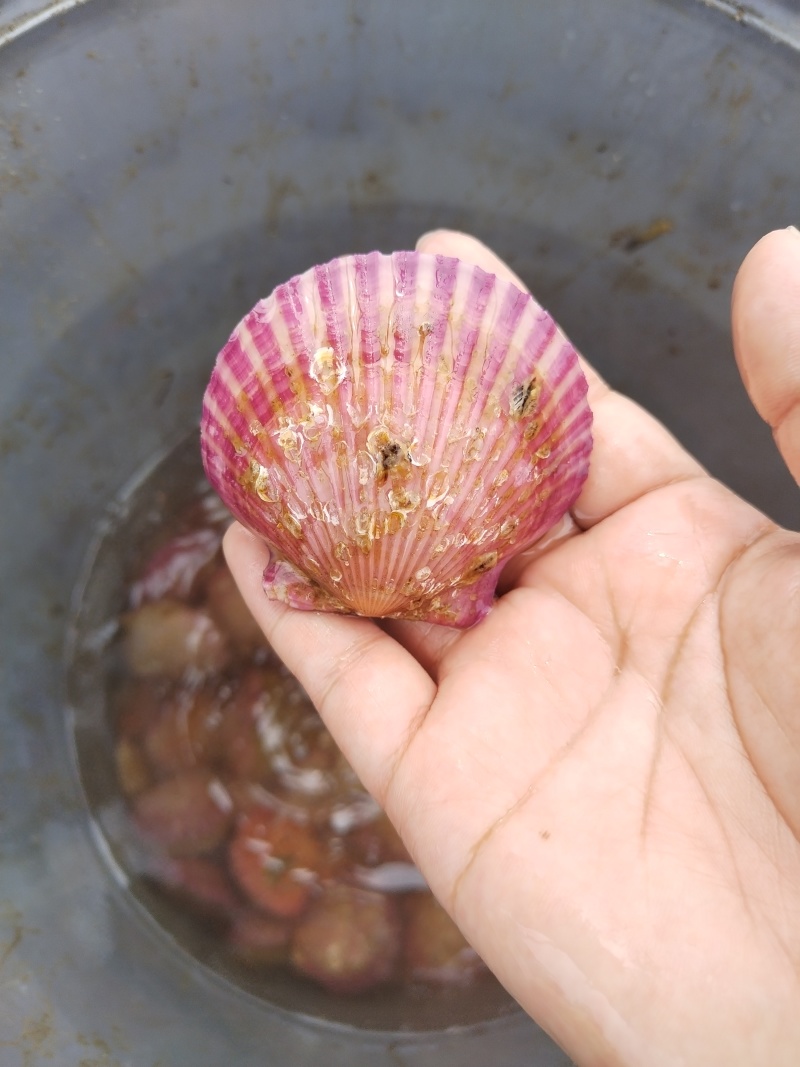 大量出售海湾扇贝