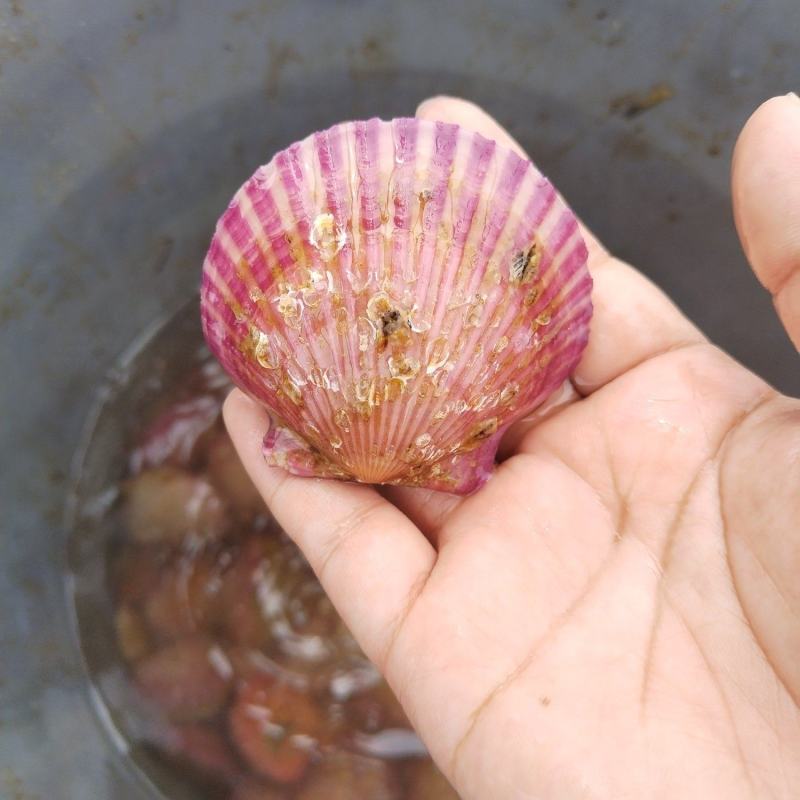 大量出售海湾扇贝