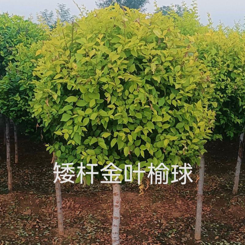 矮杆金叶榆球