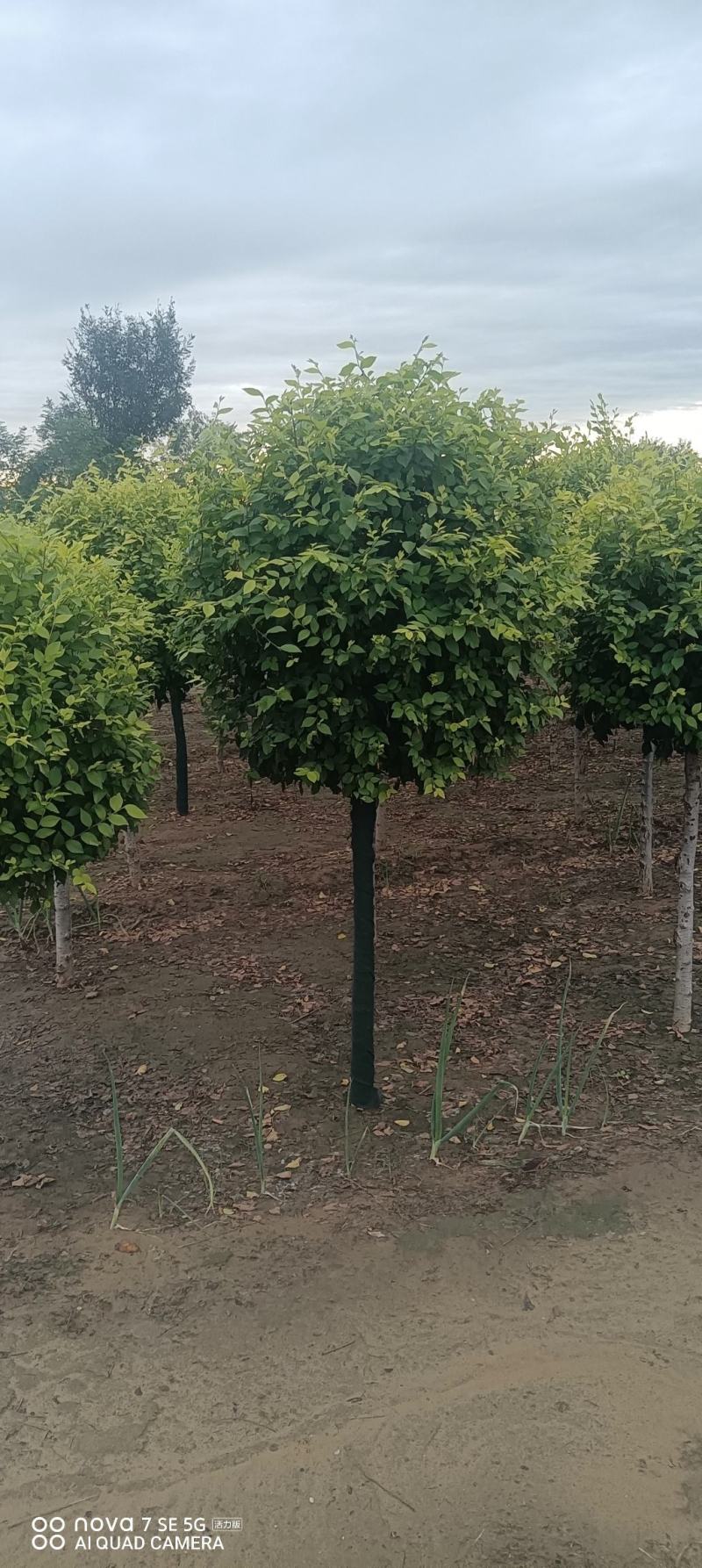矮杆金叶榆球