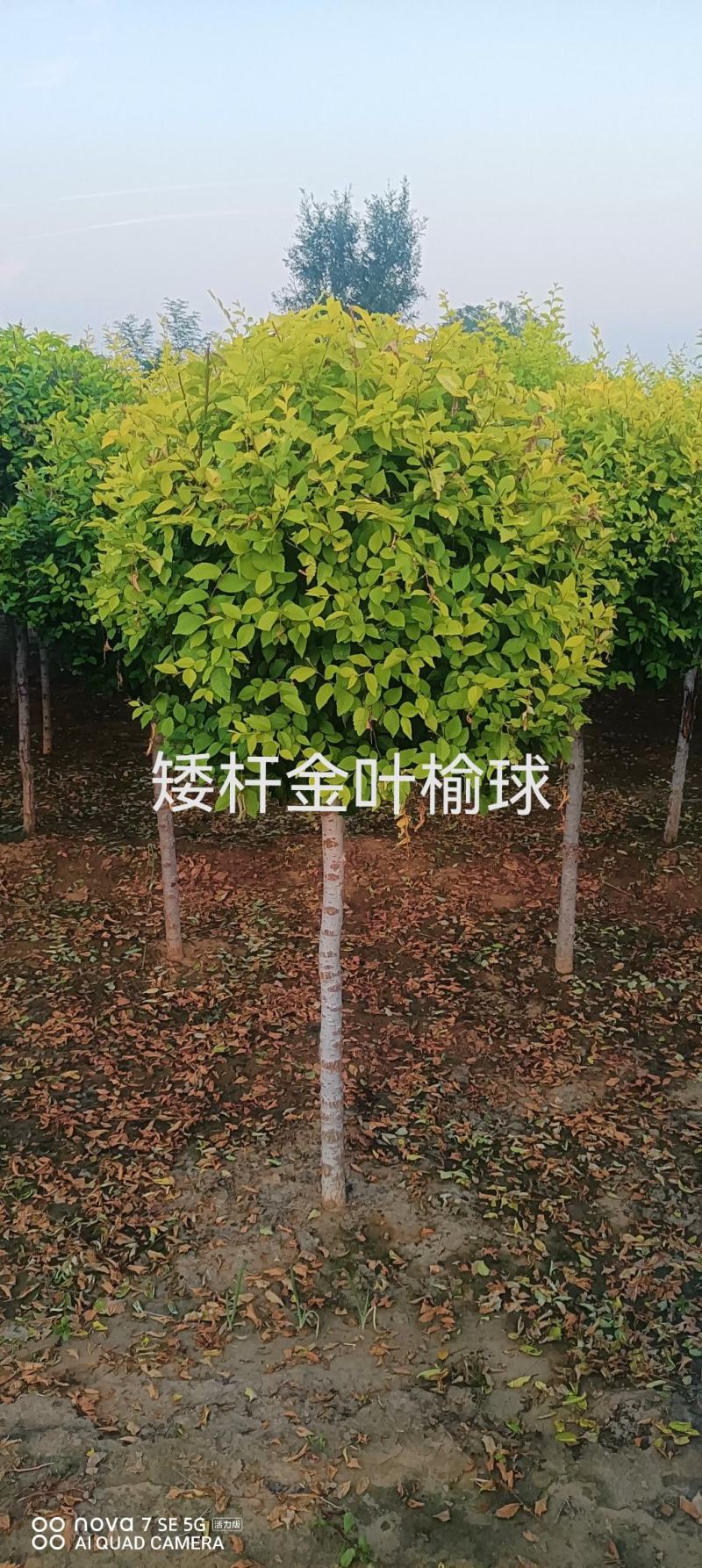 矮杆金叶榆球
