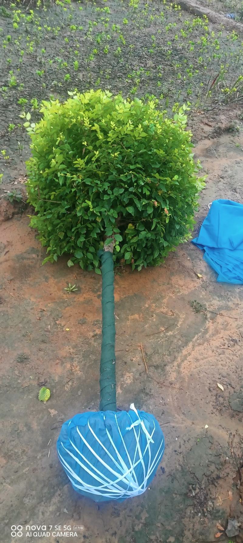 矮杆金叶榆球
