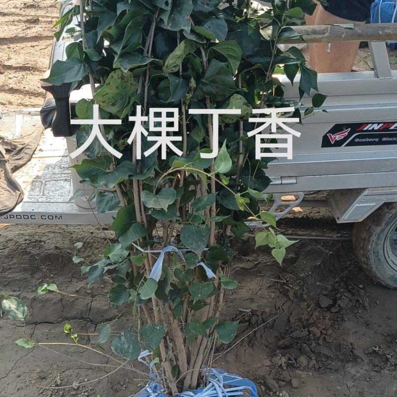 大棵紫丁香