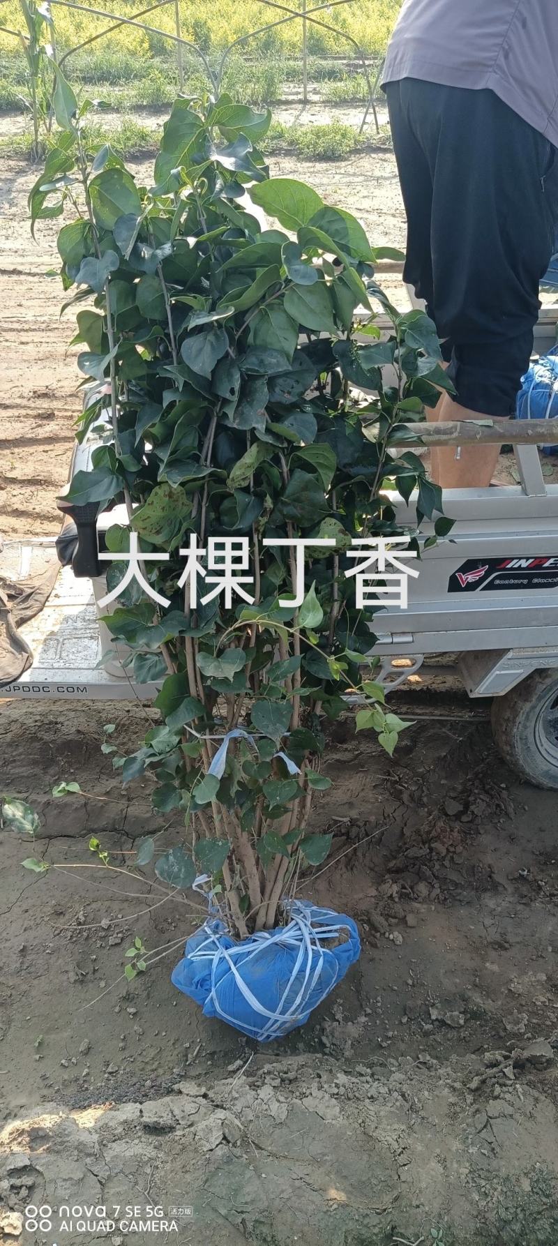 大棵紫丁香