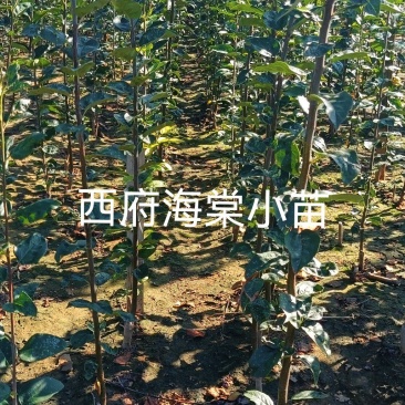 西府海棠小苗