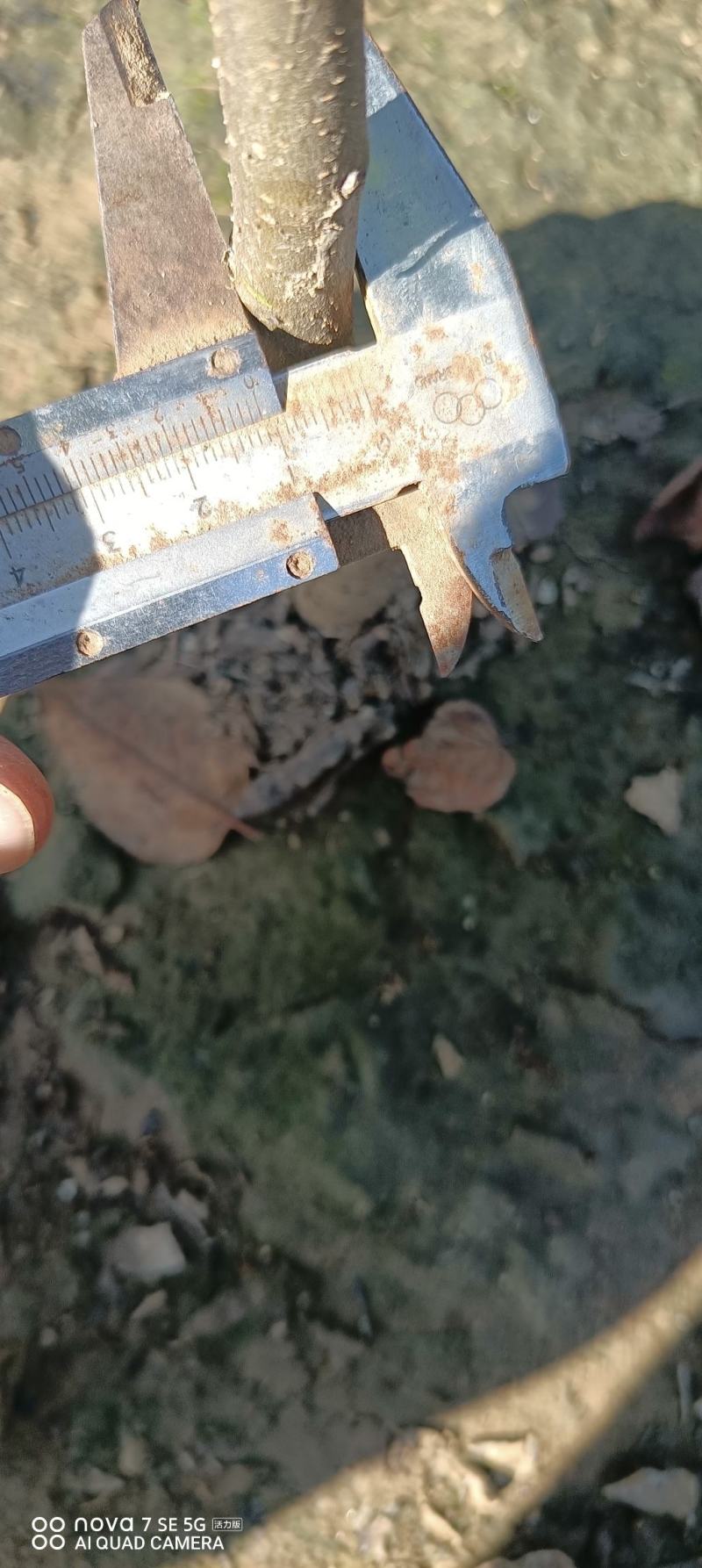西府海棠小苗