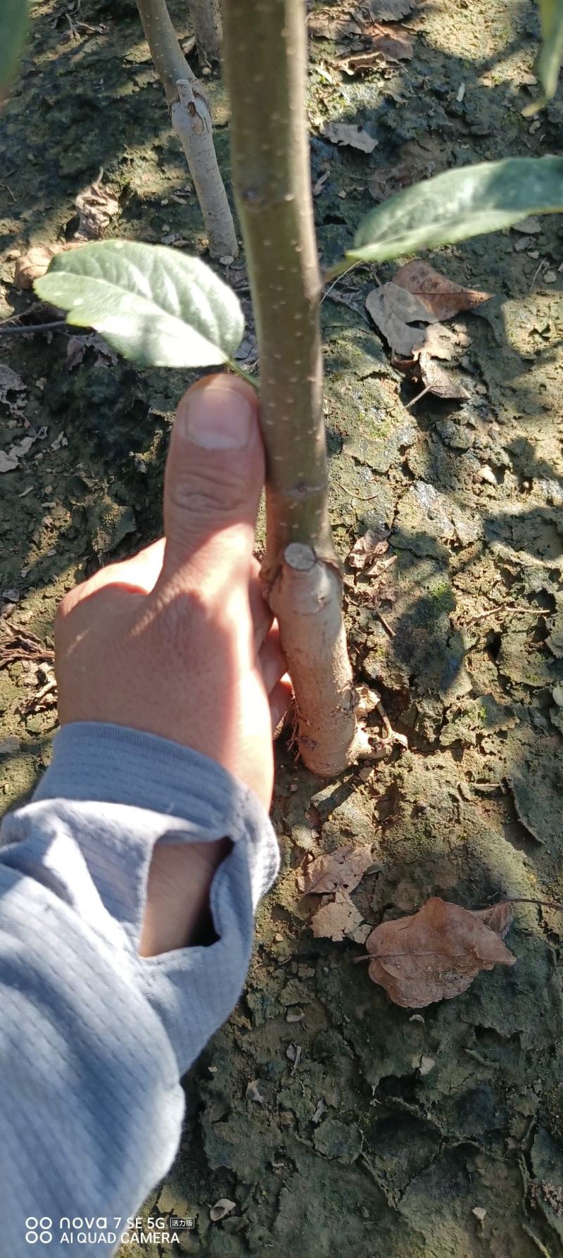 西府海棠小苗