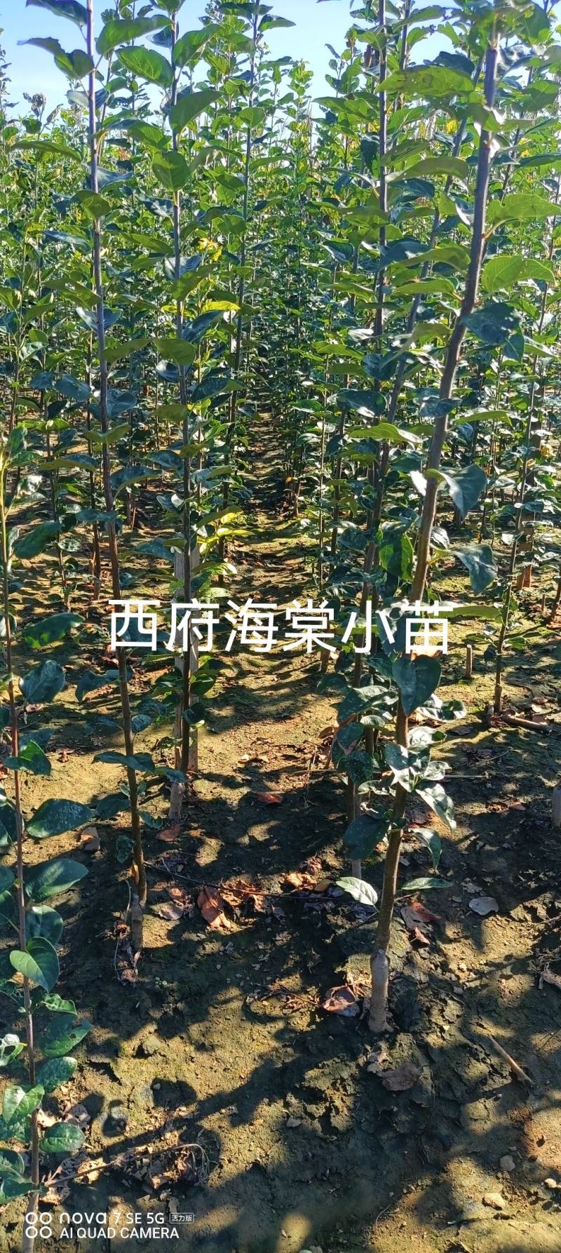 西府海棠小苗