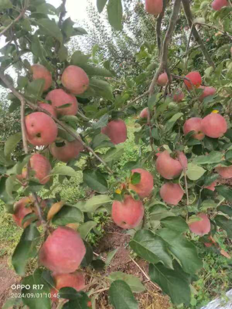 红富士苹果基地供应量大质优价格优惠一手货源欢迎咨询