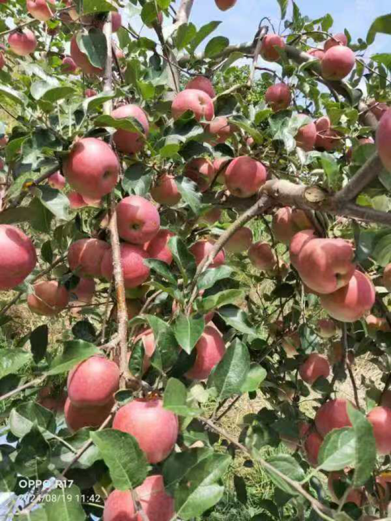 红富士苹果基地供应量大质优价格优惠一手货源欢迎咨询