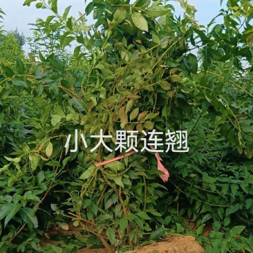 小大颗连翘