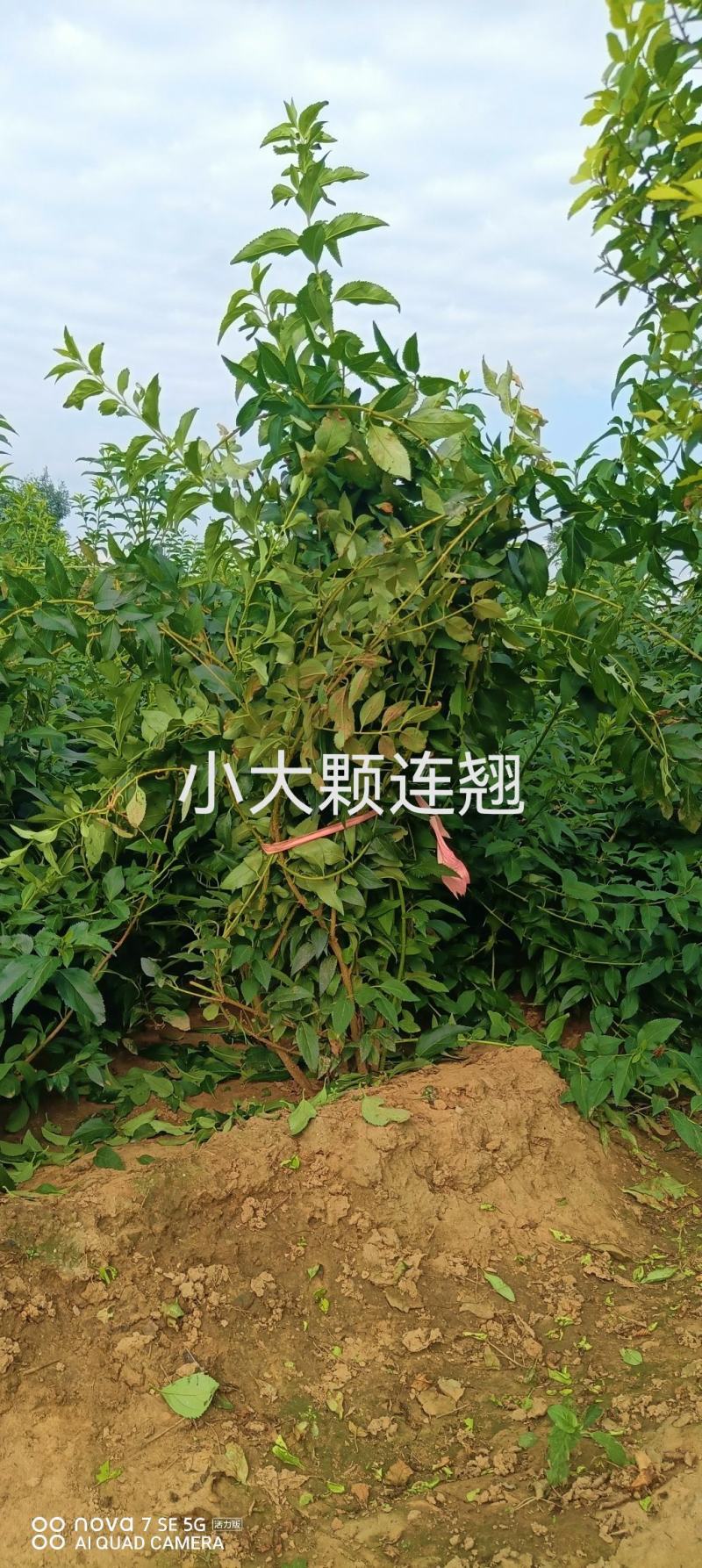 小大颗连翘