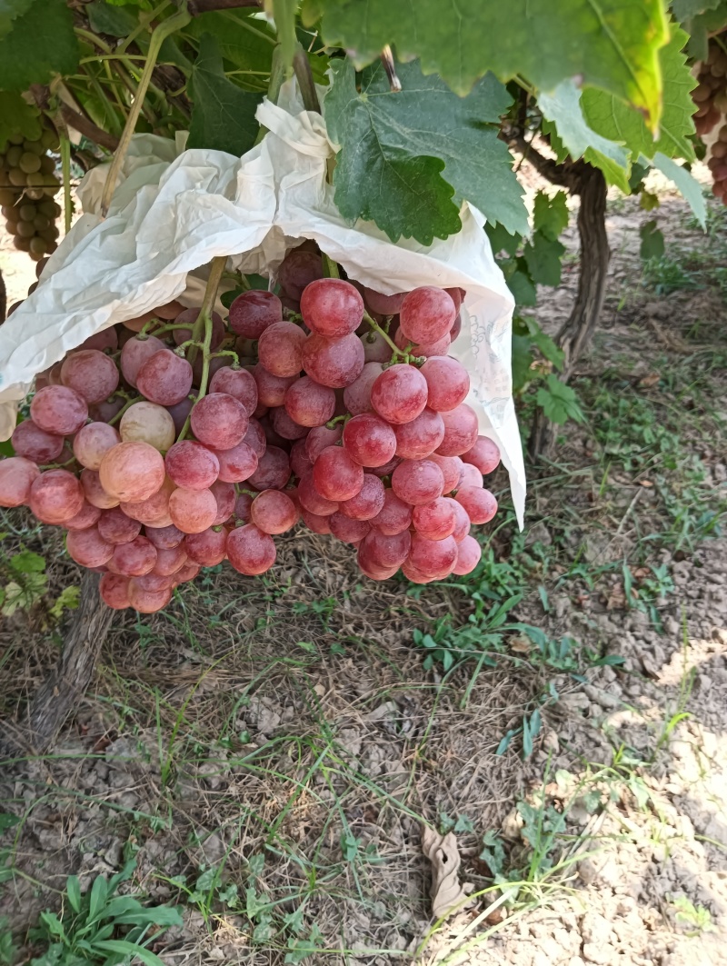 红提大量上市。