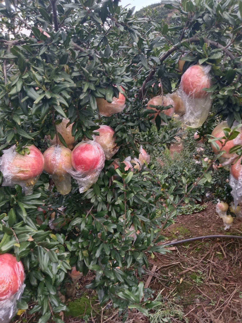 内膜袋石榴大量上市洛，今日果地实拍