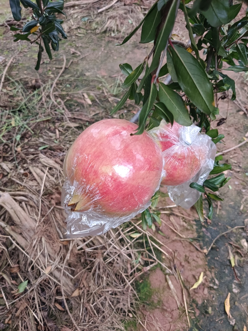 内膜袋石榴大量上市洛，今日果地实拍