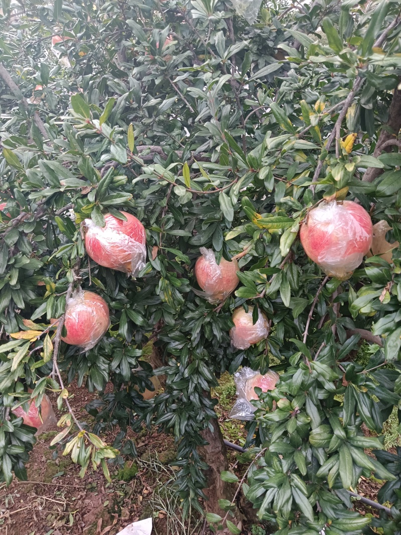 内膜袋石榴大量上市洛，今日果地实拍