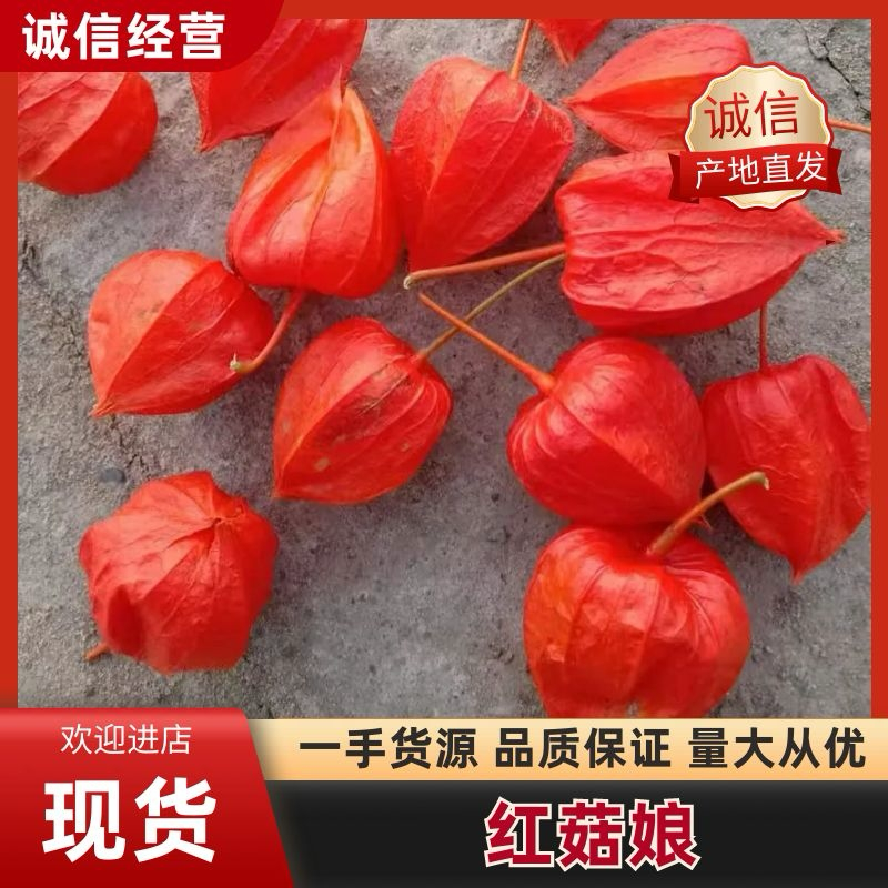 【吉林】红菇娘鲜货诚信经营视频看货欢迎联系