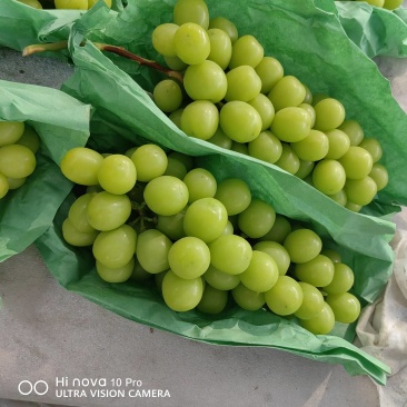 陕西省纸袋阳光瑰玫大量上市