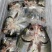剁椒鱼头620克，适合餐饮电商团购