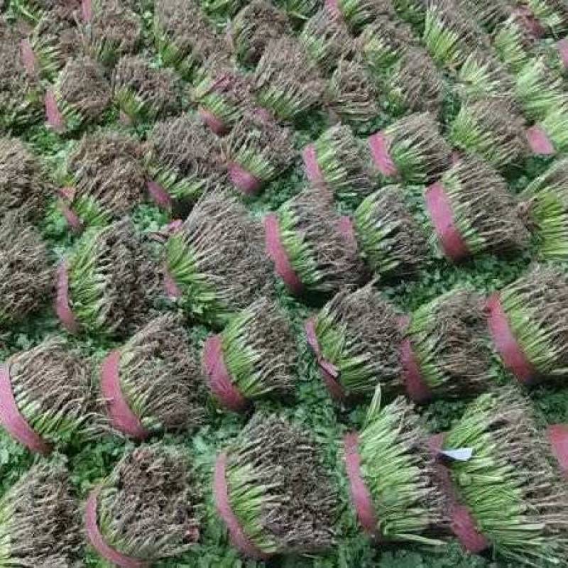 香菜