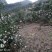 贵州油茶果产地直销，大量供应中，品质优良，出油率高。