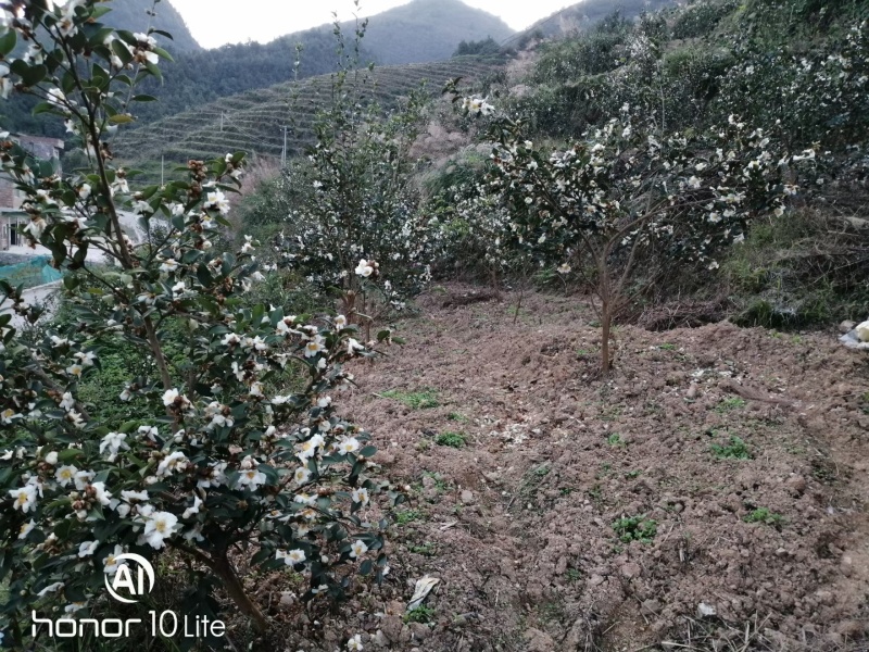 贵州油茶果产地直销，大量供应中，品质优良，出油率高。
