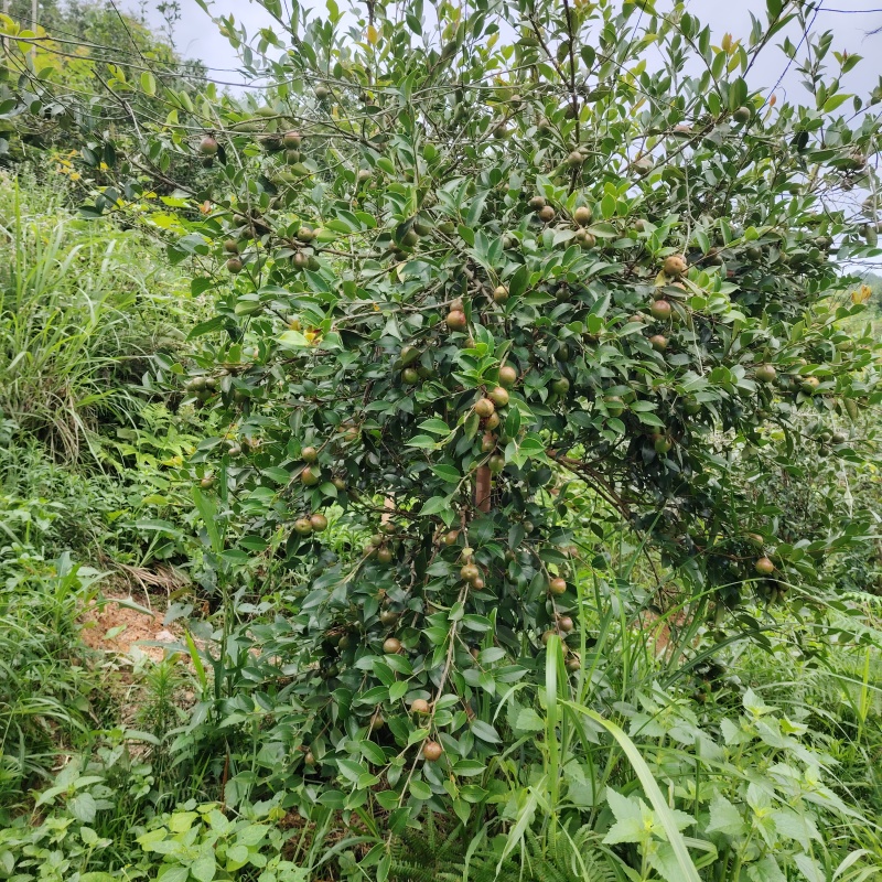 贵州油茶果产地直销，大量供应中，品质优良，出油率高。