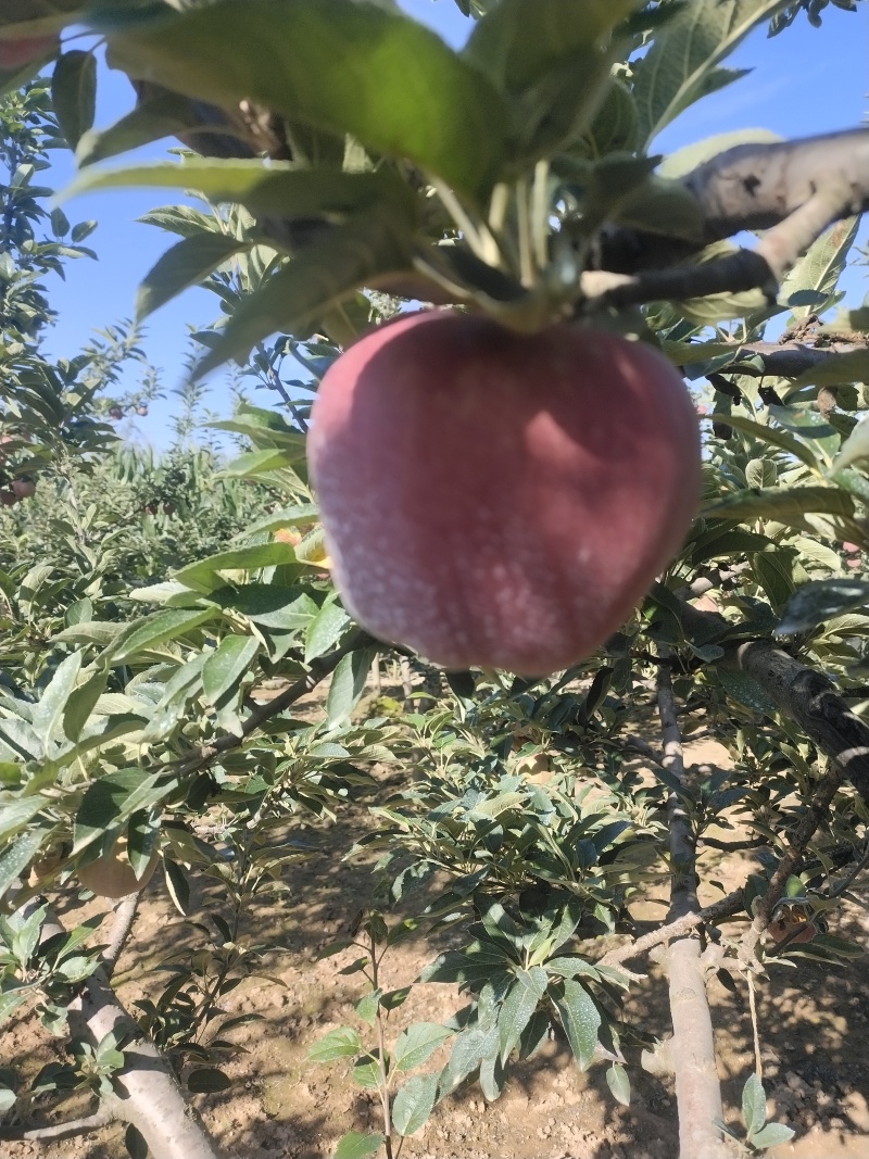 高山花牛
