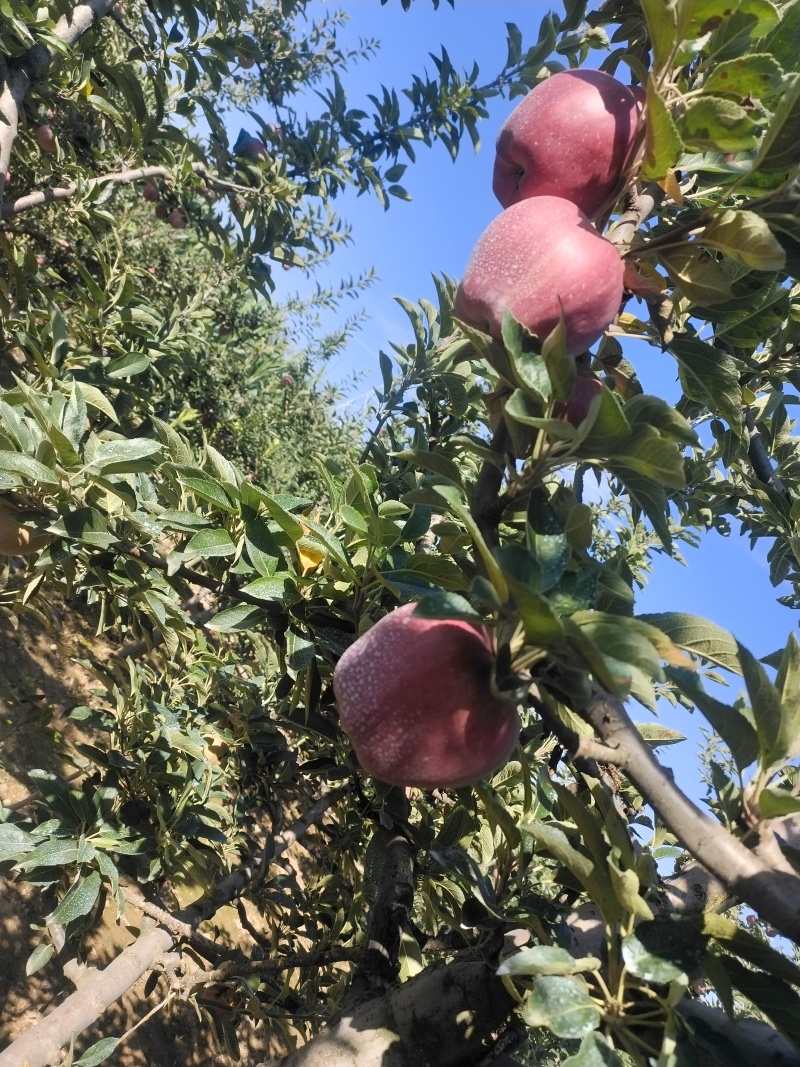 高山花牛