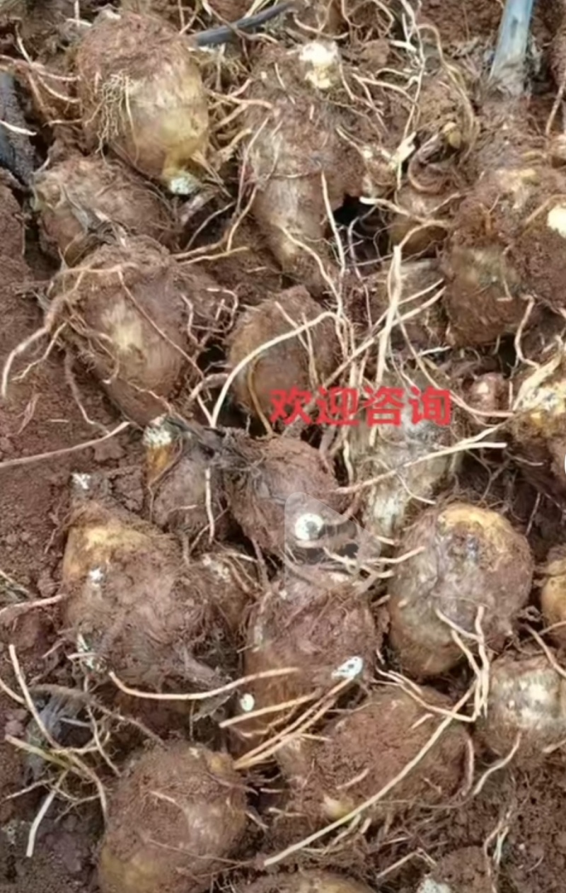 水果香芋头