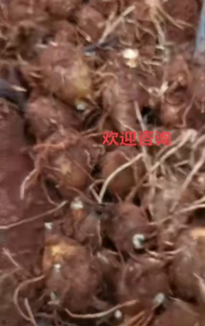 水果香芋头