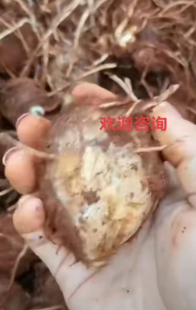 水果香芋头