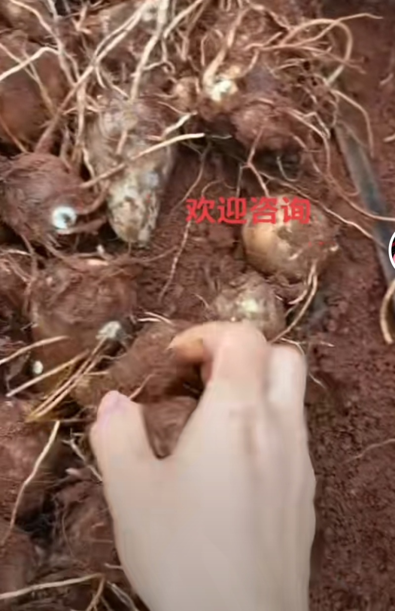 水果香芋头