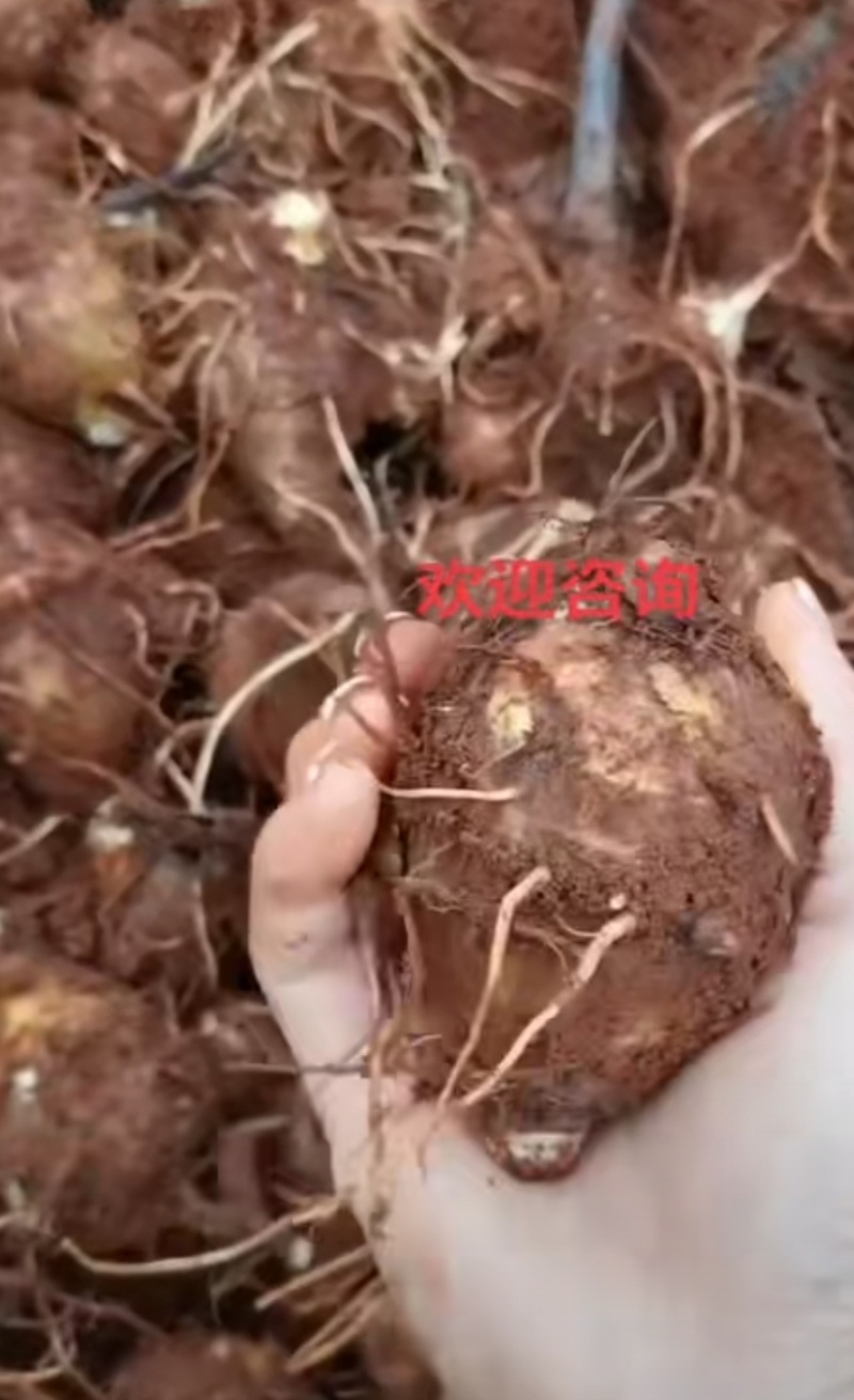 水果香芋头