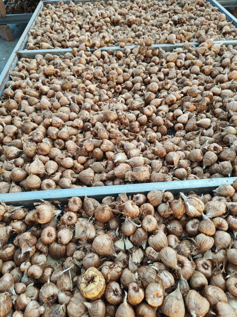 香雪兰种球基地直发电商，绿化，花海，小院种植？