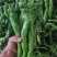 【伟东菜业】陇椒10~15厘米青中辣现货大量供应
