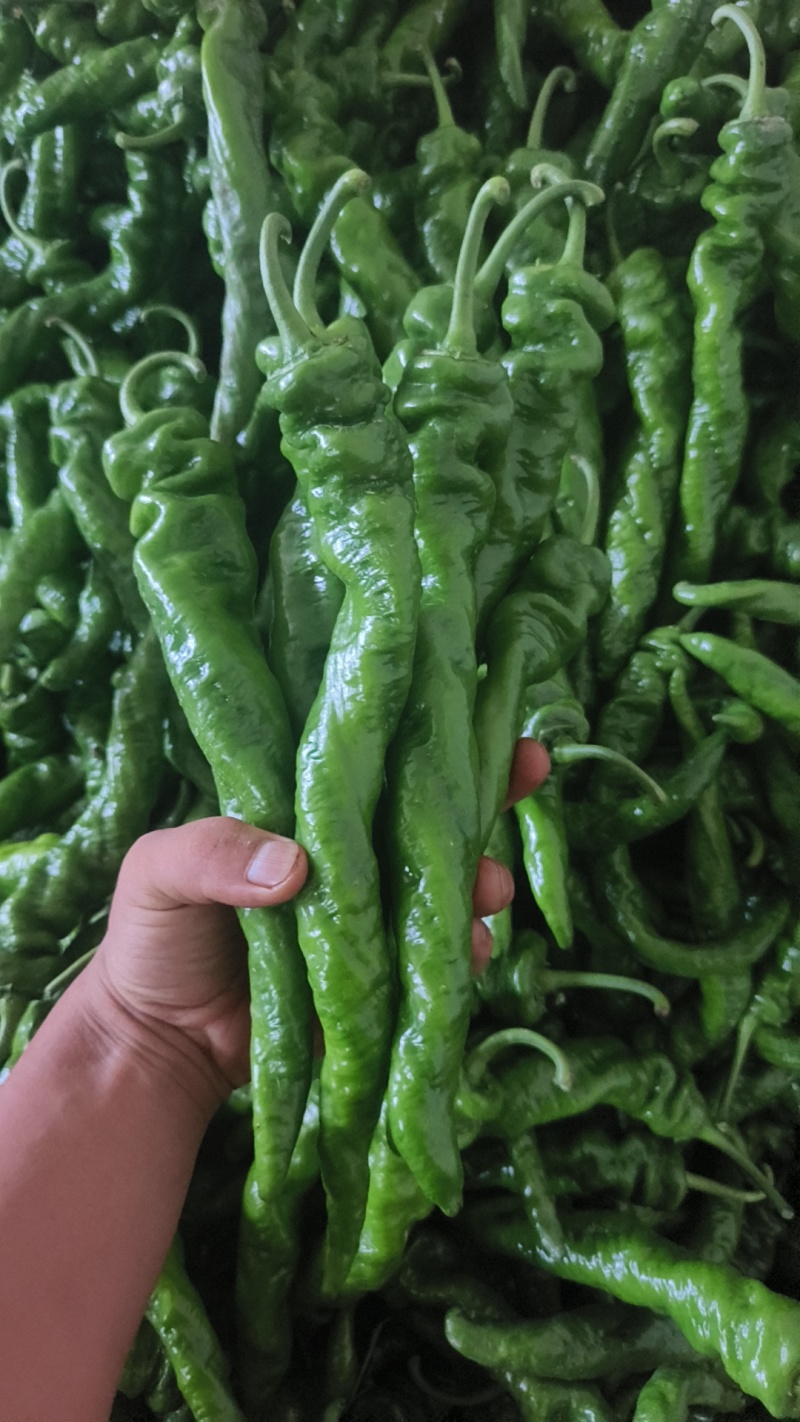 【伟东菜业】陇椒10~15厘米青中辣现货大量供应