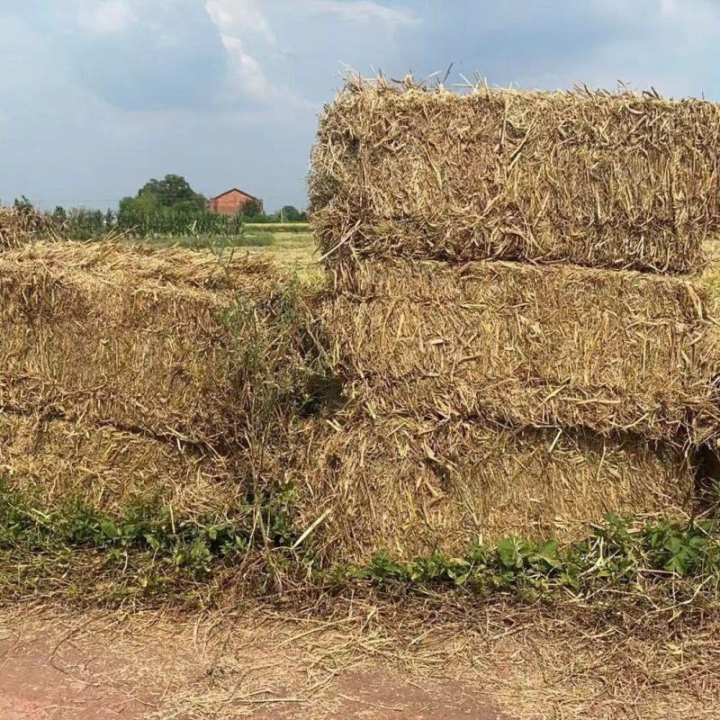 秸秆饲料稻草货源充足量大从优对接全国欢迎咨询