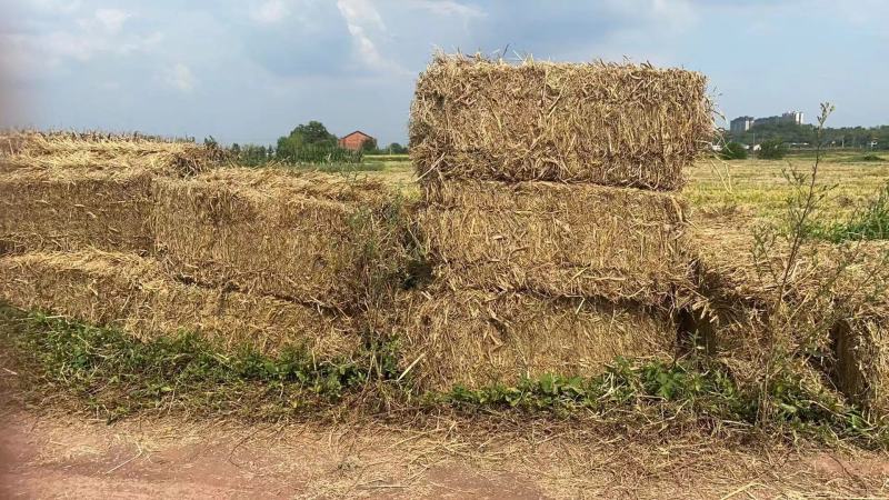秸秆饲料稻草货源充足量大从优对接全国欢迎咨询