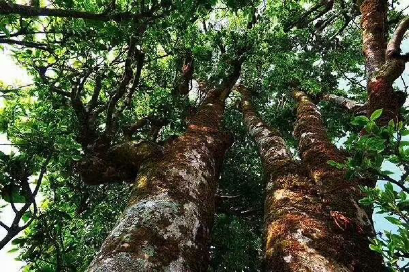 高山野生古树红茶