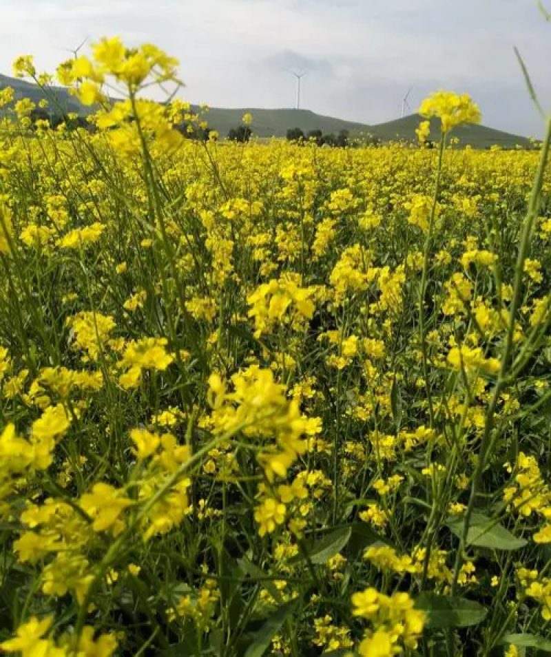 天油80油菜种子杂交种抗寒耐冻枝多荚密矮杆抗倒油菜种籽