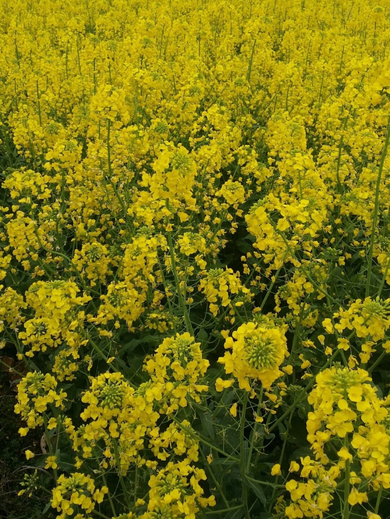 天油80油菜种子杂交种抗寒耐冻枝多荚密矮杆抗倒油菜种籽