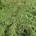 天油80油菜种子杂交种抗寒耐冻枝多荚密矮杆抗倒油菜种籽