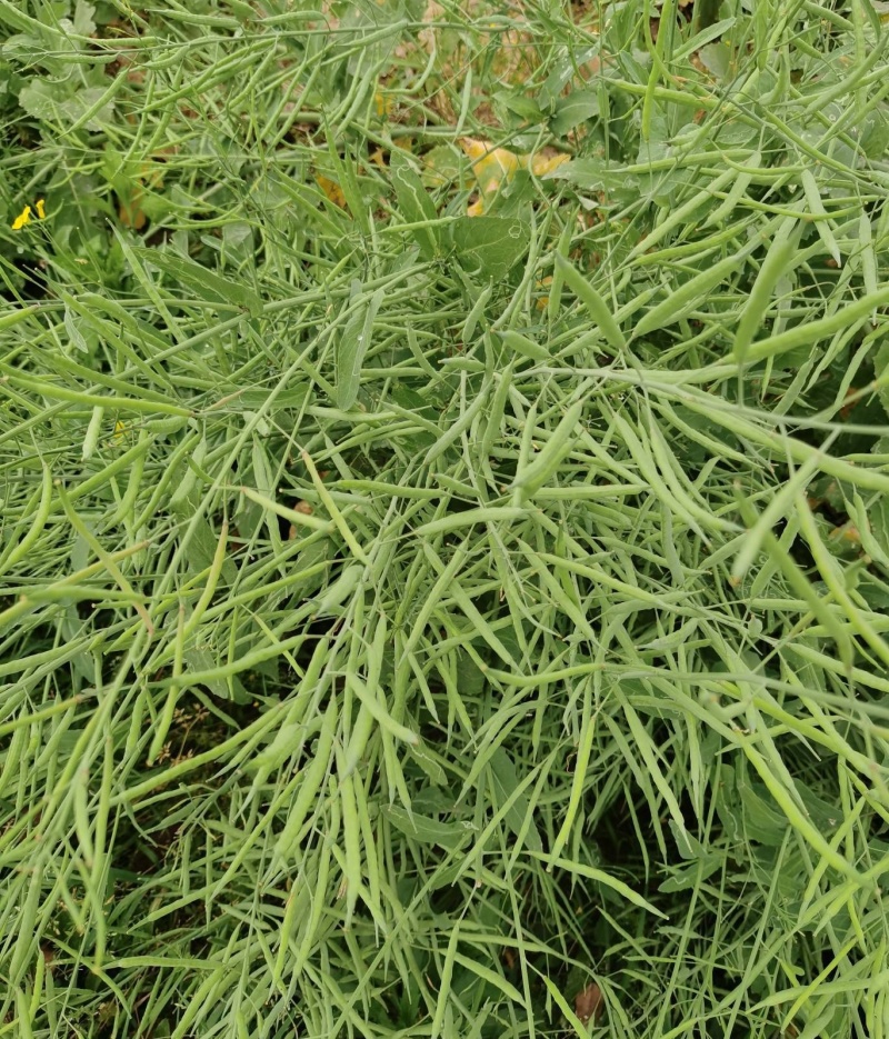 天油80油菜种子杂交种抗寒耐冻枝多荚密矮杆抗倒油菜种籽